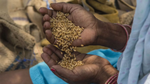 جهش قیمت گندم در بازار‌های جهانی پس از ممنوعیت صادرات از سوی هند